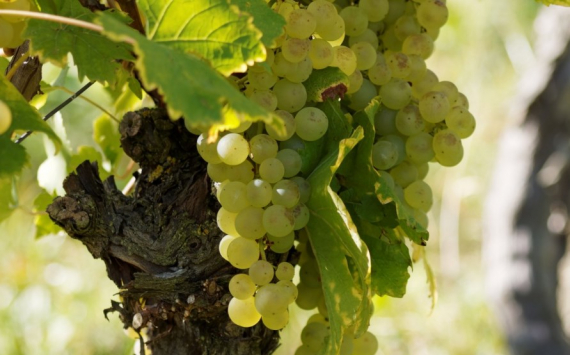 В Краснодарском крае собрали рекордные 280 тыс. тонн винограда