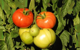 На Кубани с начала года собрали 35 тыс. тонн тепличных овощей