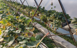 «Всегда есть чему поучиться»: выпускник «Школы фермера» из Адыгеи рассказал о построении ягодного бизнеса