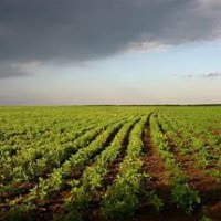 Власти Кубани предложили изменить закон об обороте сельхозземель