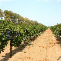 Объём государственной поддержки виноградарства на Кубани увеличивают на 65%