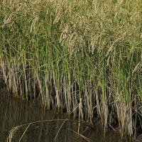 На Кубани аграрии планируют собрать миллион тонн риса