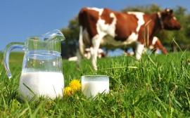 На Кубани аграрии произвели более 740 тыс. тонн молока