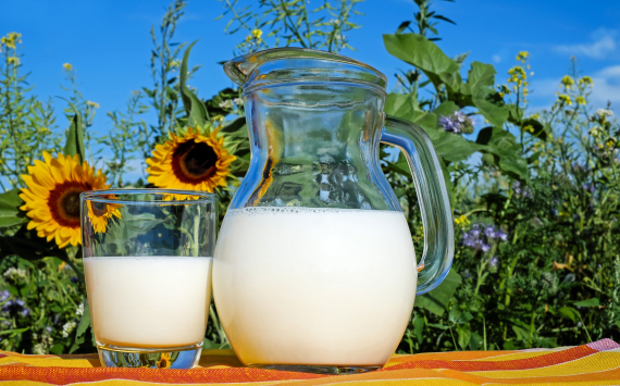 С начала года на Кубани объём производства молока превысил 1,1 млн тонн
