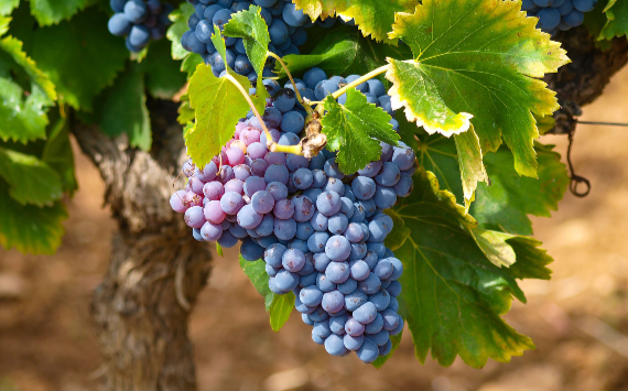 ВТБ на Кубани развивает сотрудничество с крупнейшим производителем игристых вин в России