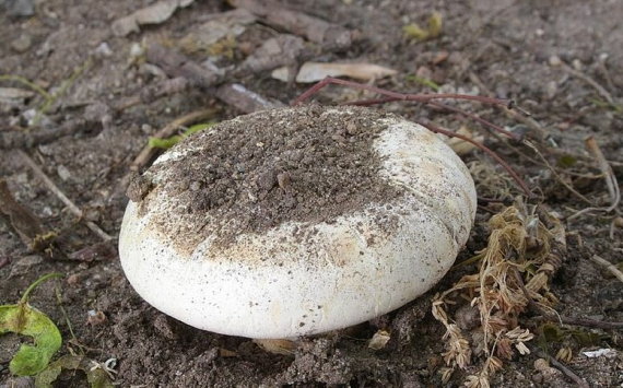 В Краснодаре в производство грибов вложили около 1 млрд рублей