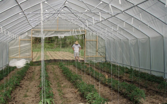 На Кубани на поддержку тепличного овощеводства выделят около 34 млн рублей
