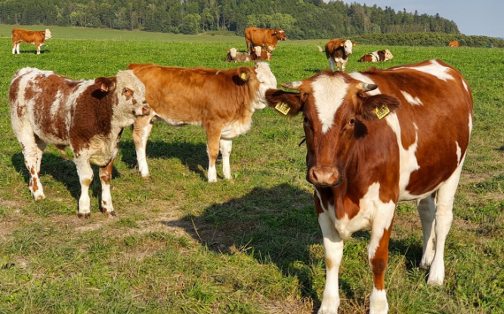 Бурлачко: Кубань вошла в число самых развитых регионов по животноводству