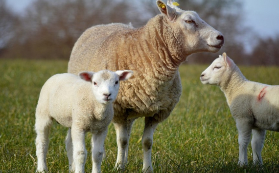 На Кубани на поддержку овцеводства выделили 50 млн рублей