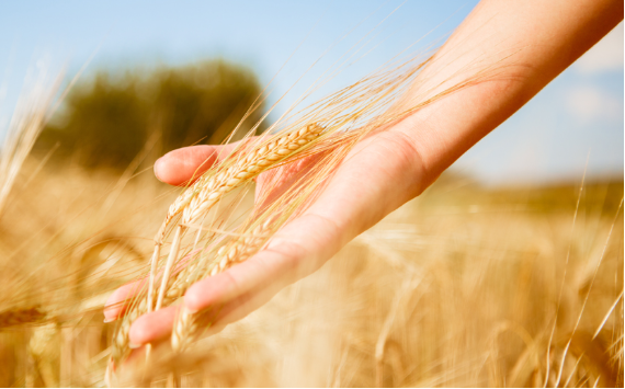 Аграрии Кубани намолотили более 2,8 млн тонн зерна, им активно помогает Россельхозбанк