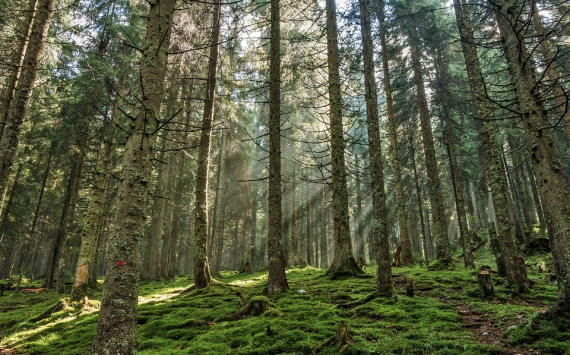 На Кубани на технику для сохранения лесов потратят 50,6 млн рублей