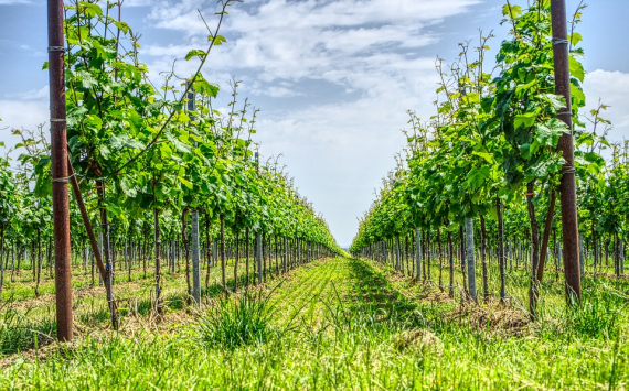 На Кубани на закладку виноградников направят 714 млн рублей